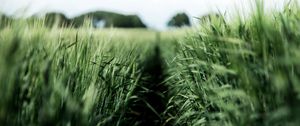 Preview wallpaper field, rye, green, nature, agriculture