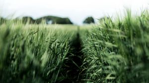 Preview wallpaper field, rye, green, nature, agriculture