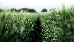 Preview wallpaper field, rye, green, nature, agriculture