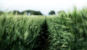 Preview wallpaper field, rye, green, nature, agriculture