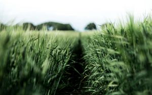 Preview wallpaper field, rye, green, nature, agriculture