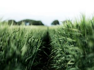 Preview wallpaper field, rye, green, nature, agriculture