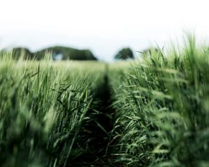 Preview wallpaper field, rye, green, nature, agriculture