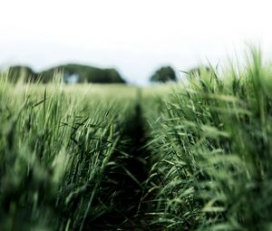 Preview wallpaper field, rye, green, nature, agriculture