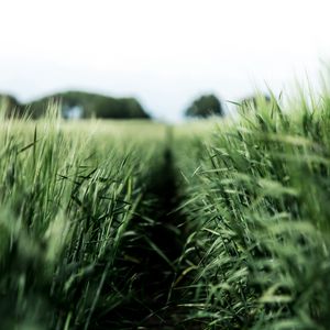 Preview wallpaper field, rye, green, nature, agriculture