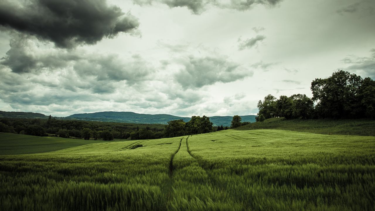 Wallpaper field, rye, landscape, hills, relief, trees, agriculture
