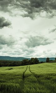 Preview wallpaper field, rye, landscape, hills, relief, trees, agriculture