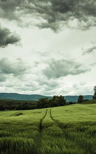 Preview wallpaper field, rye, landscape, hills, relief, trees, agriculture