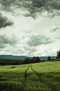 Preview wallpaper field, rye, landscape, hills, relief, trees, agriculture