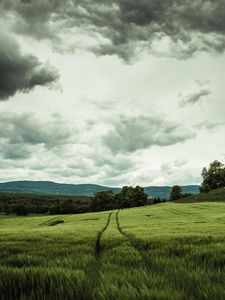 Preview wallpaper field, rye, landscape, hills, relief, trees, agriculture