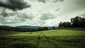 Preview wallpaper field, rye, landscape, hills, relief, trees, agriculture