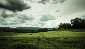 Preview wallpaper field, rye, landscape, hills, relief, trees, agriculture