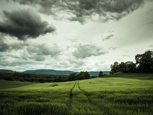 Preview wallpaper field, rye, landscape, hills, relief, trees, agriculture