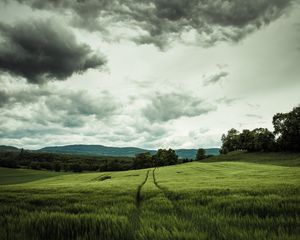 Preview wallpaper field, rye, landscape, hills, relief, trees, agriculture