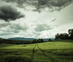 Preview wallpaper field, rye, landscape, hills, relief, trees, agriculture