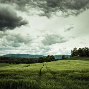 Preview wallpaper field, rye, landscape, hills, relief, trees, agriculture