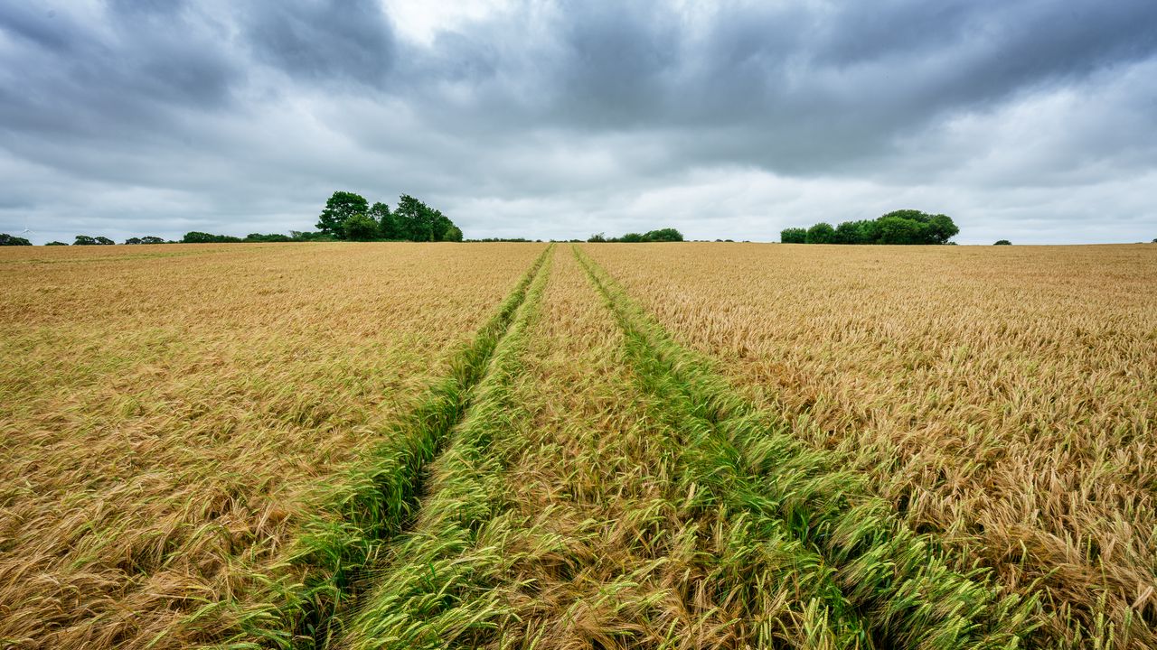 Wallpaper field, rye, spikelets, harvest, landscape