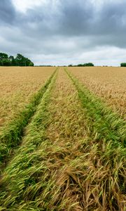 Preview wallpaper field, rye, spikelets, harvest, landscape