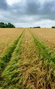 Preview wallpaper field, rye, spikelets, harvest, landscape