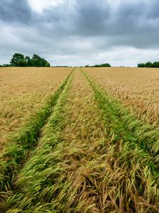 Preview wallpaper field, rye, spikelets, harvest, landscape