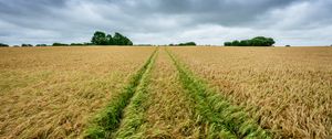 Preview wallpaper field, rye, spikelets, harvest, landscape