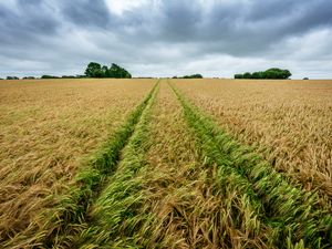 Preview wallpaper field, rye, spikelets, harvest, landscape