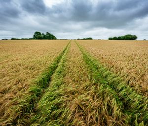 Preview wallpaper field, rye, spikelets, harvest, landscape