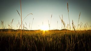 Preview wallpaper field, rye, sunset