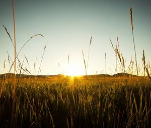 Preview wallpaper field, rye, sunset