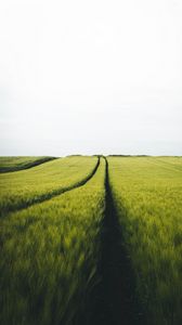 Preview wallpaper field, rye, traces, horizon, landscape