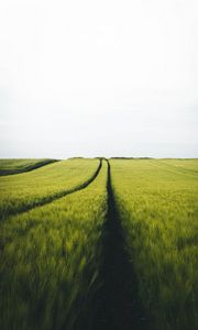 Preview wallpaper field, rye, traces, horizon, landscape