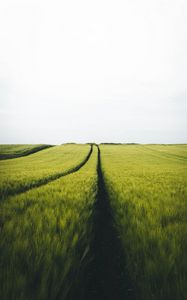 Preview wallpaper field, rye, traces, horizon, landscape