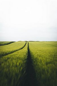 Preview wallpaper field, rye, traces, horizon, landscape