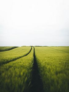 Preview wallpaper field, rye, traces, horizon, landscape