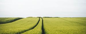 Preview wallpaper field, rye, traces, horizon, landscape