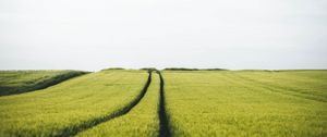 Preview wallpaper field, rye, traces, horizon, landscape