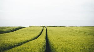 Preview wallpaper field, rye, traces, horizon, landscape