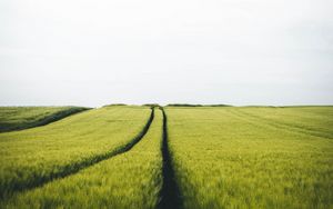 Preview wallpaper field, rye, traces, horizon, landscape