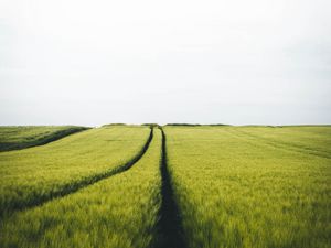 Preview wallpaper field, rye, traces, horizon, landscape