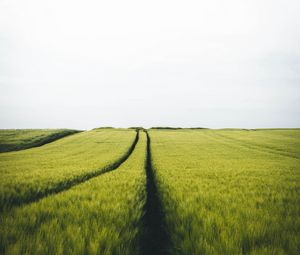 Preview wallpaper field, rye, traces, horizon, landscape