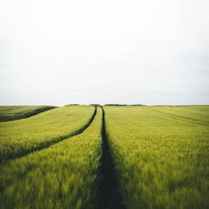 Preview wallpaper field, rye, traces, horizon, landscape