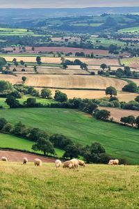 Preview wallpaper field, sheep, trees, nature