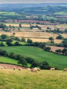 Preview wallpaper field, sheep, trees, nature