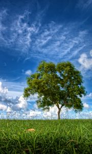 Preview wallpaper field, sky, tree