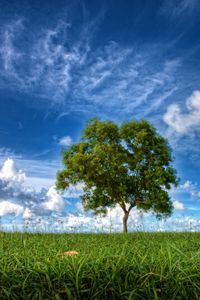 Preview wallpaper field, sky, tree