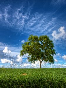 Preview wallpaper field, sky, tree