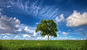 Preview wallpaper field, sky, tree