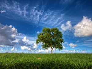 Preview wallpaper field, sky, tree