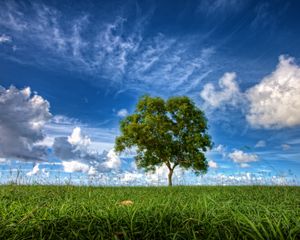 Preview wallpaper field, sky, tree