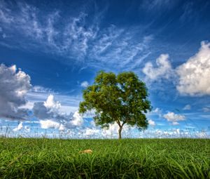 Preview wallpaper field, sky, tree